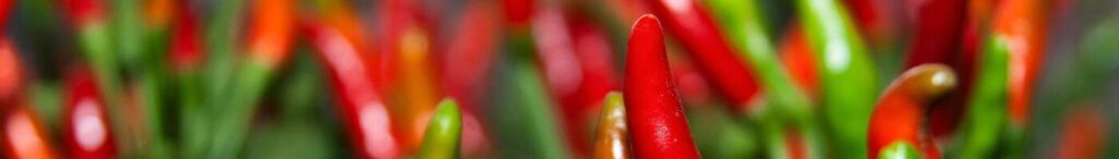 Chiliplante