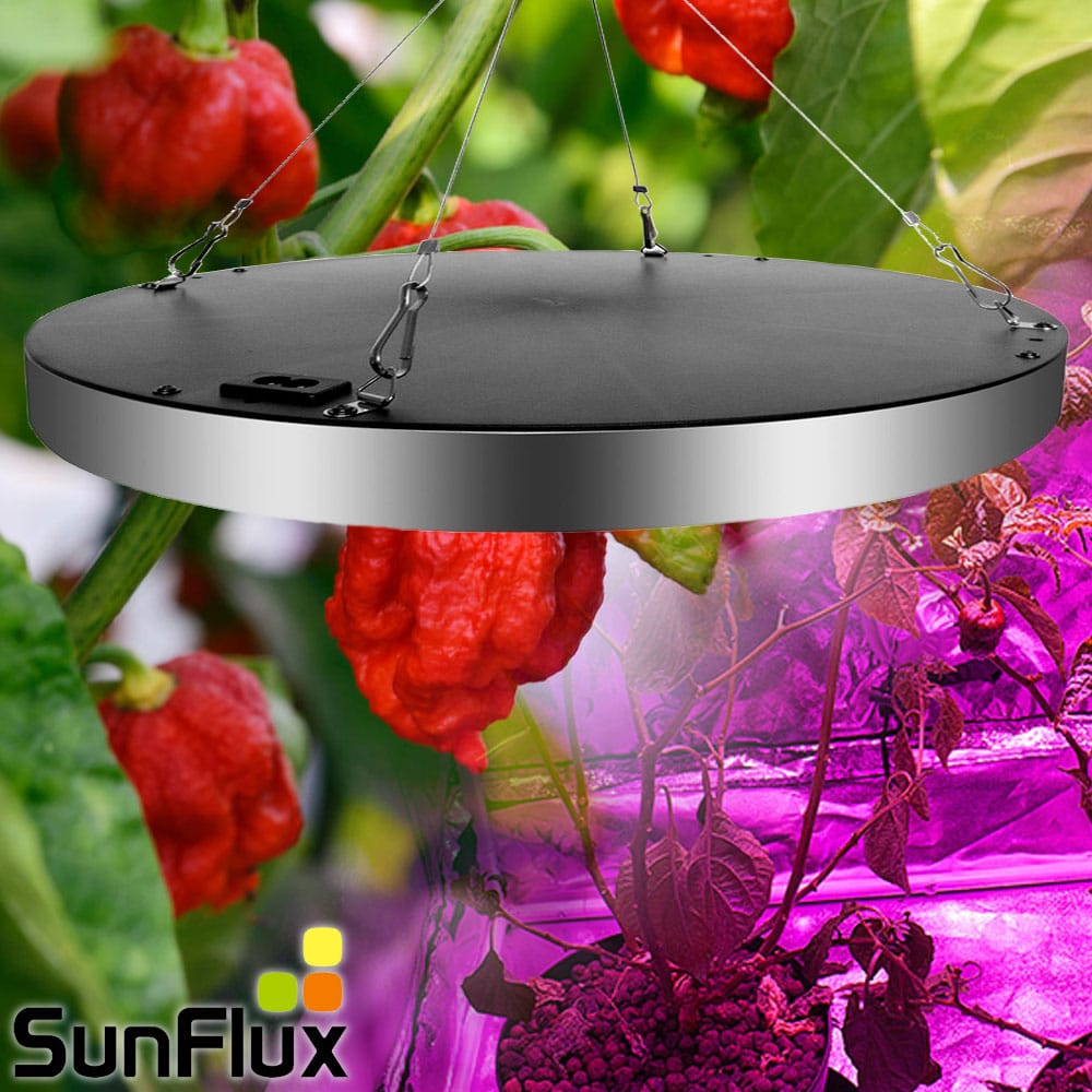 Grolampe til chiliplanter