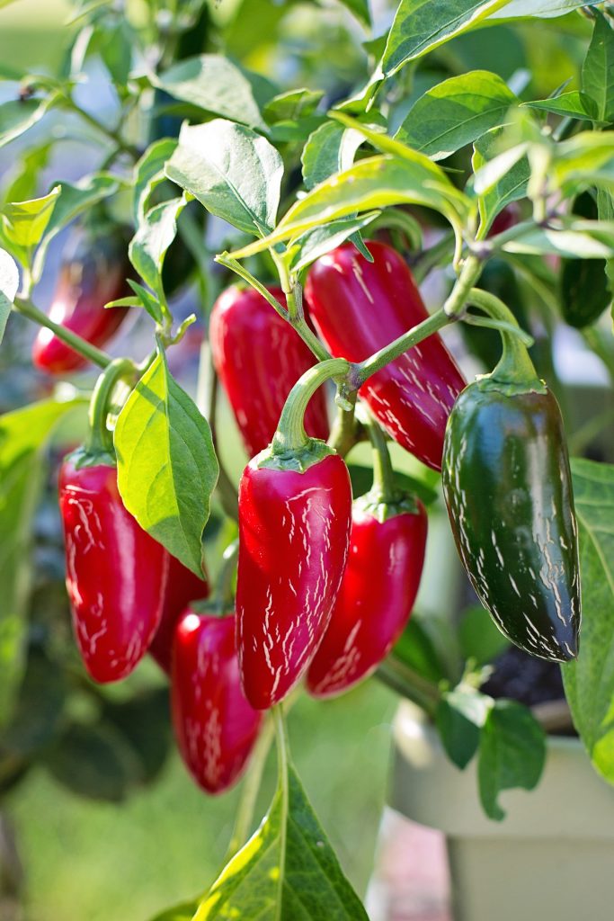 chiliplante med frugter dyrkning af chiliplanter