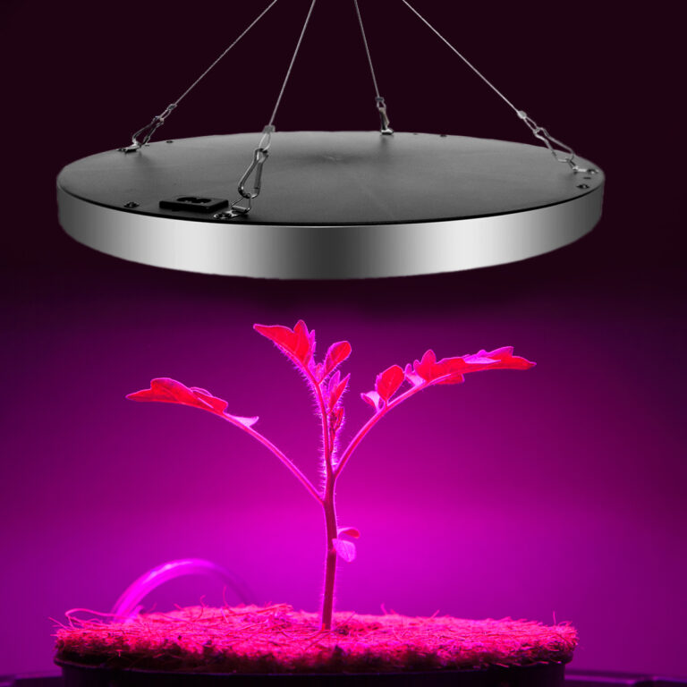Grolys lampe pink