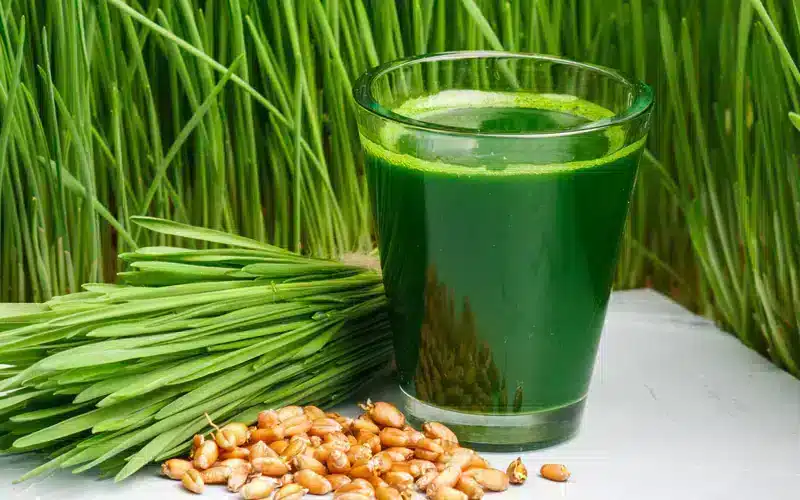 Mikrogrønt - de sunde planter 59 Hvedegræs frø og kerner, hvedegræs juice