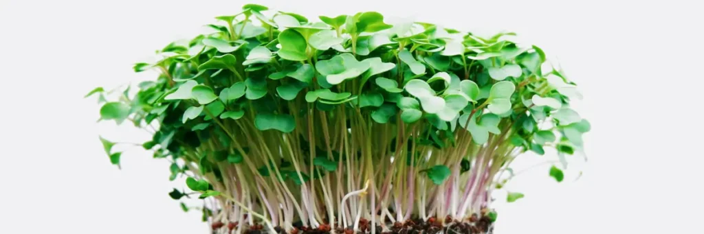 microgreens plante