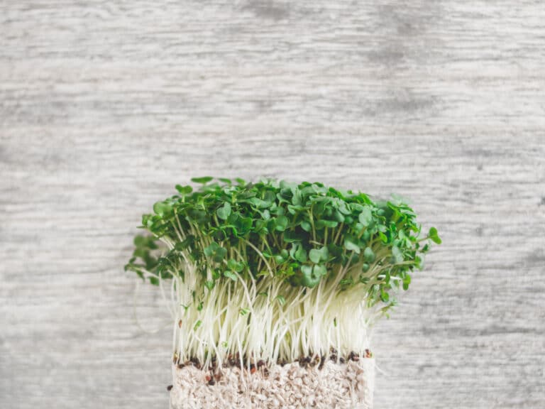 spirefrø broccoli raab