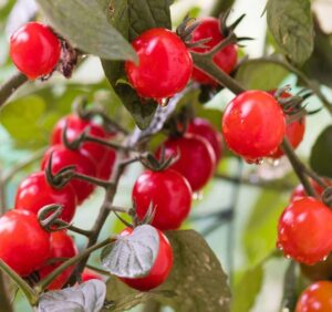 Mini cherry tomat