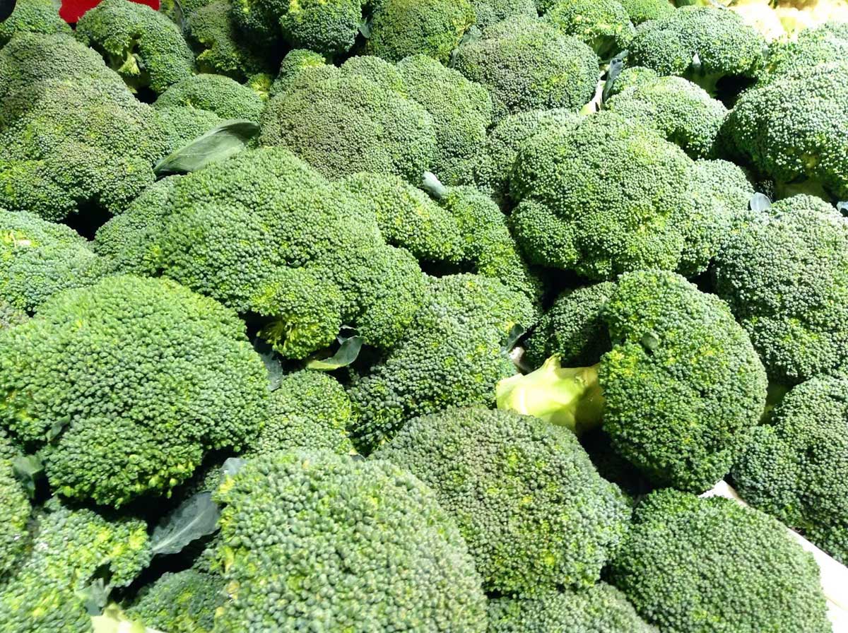 Mikrogrønt - de sunde planter 69 Broccoli planter