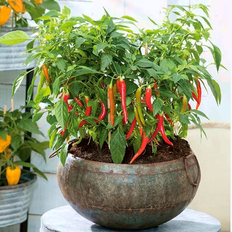 Chiliplante på vindueskarm med lys til overvintring