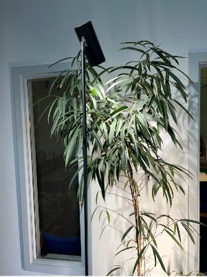 Monstera grolys